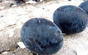 Loại trứng đắt đỏ bậc nhất thế giới, giá tới 1 triệu đồng/quả, ở Việt Nam cũng có