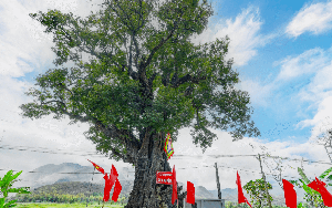 Thân rỗng lỗ chỗ, cụ thị 800 năm tuổi vẫn xanh tốt: Vì sao sống khỏe đến giờ?