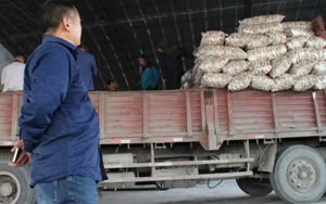 Thương lái chi 6 tỷ đồng mua 500 tấn tỏi gửi kho lạnh chờ bán, 1 năm sau chết lặng khi kho rỗng không, quản lý khẳng định: "Không có hóa đơn xuất kho"