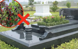 Ông bà dặn: 3 cây CHỚ trồng trước mộ, 4 thứ KHÔNG để trên giường - Giờ nghe lời, sau đỡ hối hận