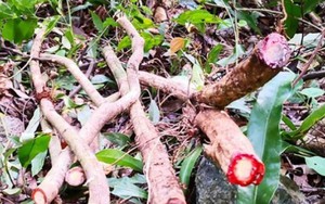 Độc lạ cây “chảy máu đỏ như người”, ở Việt Nam chặt bán là kiếm bộn