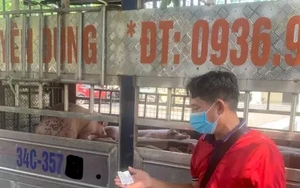 Công an chặn đứng vụ vận chuyển lợn nhiễm dịch về Hải Phòng tiêu thụ