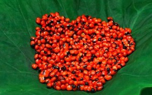 Loại hạt đắt đỏ bậc nhất thế giới, giá 240 triệu đồng/kg, chỉ duy nhất Việt Nam mới có