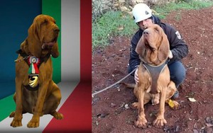 Italy: Chó nghiệp vụ bị sát hại bằng thức ăn trộn đinh gây phẫn nộ