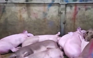 Quy luật hoạt động của lò mổ chuyên thu gom lợn bệnh tại Hà Nội