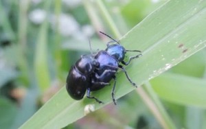 Loài bọ từng là “kẻ thù nhà nông”, nay hơn nửa triệu 1kg, đắt hơn cả thịt