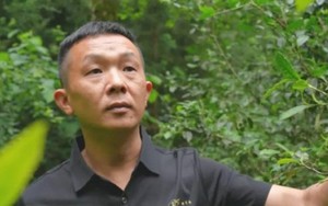 “Chúa nợ” bỏ phố về quê, biến lá cây dại thành “vàng”, thu 27 triệu/kg