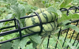 Tìm ra quả dưa hấu mọc ở vị trí trái ngang nhất thế giới: Tự "chui đầu vào rọ", chủ nhân nhìn mà bất lực