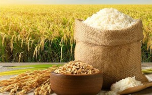 Công ty xuất khẩu gạo lớn nhất Việt Nam nhận nhiệm vụ xây siêu trung tâm logistics nông sản