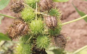 Ăn nhầm hạt này có thể mất mạng, nhưng có thể mang ép ra “vàng”