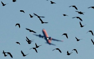 Tàu bay Việt va chạm với chim, phải huỷ hàng loạt chuyến bay