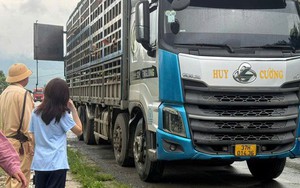 Kiểm tra đột xuất một xe tải, lập tức tiêu huỷ hàng trăm con lợn ngay trong đêm