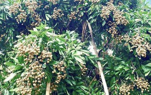 Không chỉ ở Hưng Yên Việt Nam, 'quả tiến vua' có vụ mùa bội thu tại Thái Lan, sản lượng khủng hơn 1 triệu tấn có nguy cơ cần 'giải cứu'