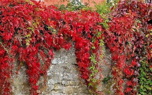 Loài cây đổi màu như "tắc kè hoa", trồng trước nhà tài lộc sinh sôi, cây càng thịnh người càng vượng