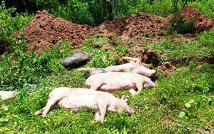 Vì sao Quảng Trị phải tiêu hủy gần 2.000 con heo?