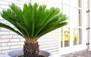 5 cây trấn trạch, dòng họ trăm năm hưng thịnh, nhà giàu nào cũng trồng