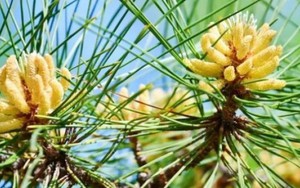 “Vàng ròng” bị lãng quên ở quê, gom bán thu tiền triệu/kg