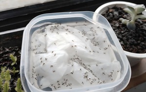 Đặt một bát nước với tờ giấy ăn ở góc phòng: Sau một đêm hiệu quả gây bất ngờ