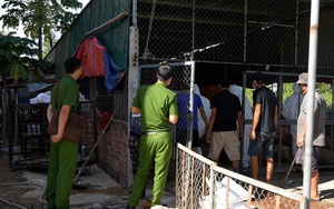 Phát hiện cơ sở thu gom heo chết vì bệnh dịch ở Quảng Ngãi chuẩn bị đưa vào miền Nam tiêu thụ