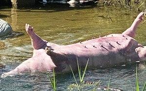 Kinh hãi cảnh tượng heo bệnh chết bị vứt bỏ tràn lan ở Đà Nẵng, Quảng Ngãi