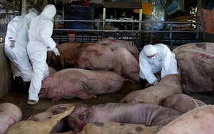 Người phụ nữ mua 72 con heo bệnh chuẩn bị bán cho cơ sở làm lạp xưởng