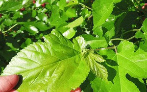 Việt Nam có loại lá chống rụng tóc, kích thích mọc tóc cực tốt: Biết dùng còn giảm mỡ máu, chống ung thư