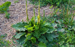 Việt Nam có loại cây mọc dại, người Trung Quốc coi là ‘cỏ tài lộc’: Hóa ra là vị thuốc quý