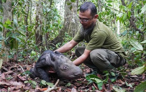 Loài vật quý hiếm bậc nhất hành tinh: Chỉ còn chưa đến 50 cá thể, Việt Nam từng là nơi sinh sống của chúng