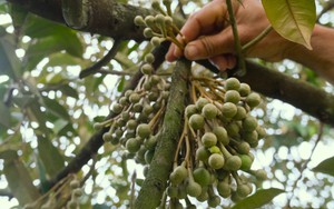 Campuchia chính thức xuất khẩu 17 tấn “mặt hàng tỷ USD” sang Trung Quốc, gia tăng áp lực lên Việt Nam