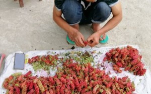 “Kim cương” giữa rừng: Xưa là quả dại, nay thành “máy in tiền”