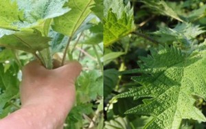 Việt Nam có giống cây chạm vào là ngứa, dân khéo biến hóa thành “mỏ tiền”