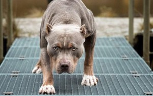Vuốt ve chó pitbull giữa phố, người phụ nữ bị cắn biến dạng khuôn mặt