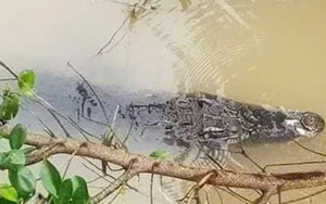 Cảnh báo việc nghi có cá sấu nổi trên kênh ở Tây Ninh