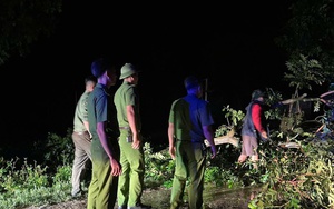 Người đàn ông tử vong do bị cành cây gãy rơi trúng người