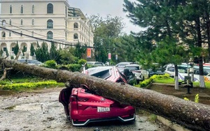 CLIP: Gió giật, cây xanh bật gốc đè bẹp ô tô ở Đà Lạt