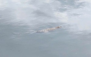 Đã bắt được con cá sấu sống trên kênh Nước Đen ở TPHCM