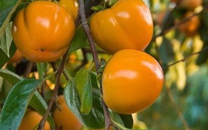 "Trồng cây là trồng phúc, giữ cây là giữ lộc" - Nhà có 7 cây này quý nhân chắc chắn ghé thăm!