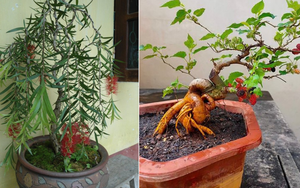 4 loại cây "âm thịnh dương suy", ĐỪNG DẠI rước vào nhà kẻo quanh năm nghèo túng