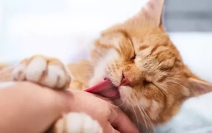 Tưởng mèo cào là chuyện nhỏ, bé trai tử vong vì bệnh dại