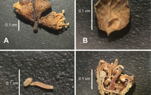“Báu vật” chưa từng biết đến được phát hiện trong khu bảo tồn hùng vĩ của Việt Nam