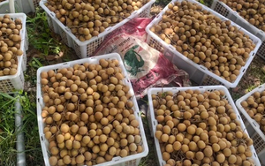 Không phải sầu riêng, một loại quả đang khiến nông dân Thái Lan rơi vào cảnh ‘sầu’: Sản lượng tăng nóng khiến giá giảm mạnh, Chính phủ vừa chi 1 tỷ baht để giải cứu