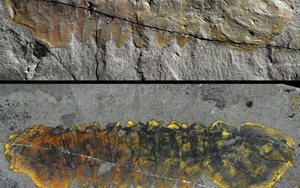 Hóa thạch 500 triệu năm tiết lộ bất ngờ về một sinh vật hiện đại