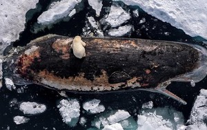 Bức ảnh chưa từng có ở vĩ độ 82 độ Bắc: Ấn tượng, kỳ lạ và ám ảnh