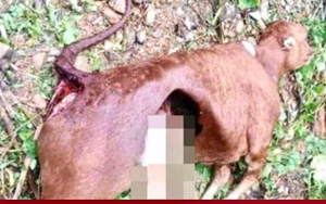 Sói hoang tấn công khiến 50 con trâu, bò bị chết