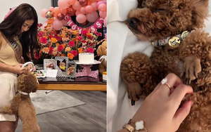 Cô gái chi 50 triệu tổ chức sinh nhật cho thú cưng, cư dân mạng cãi nhau nảy lửa