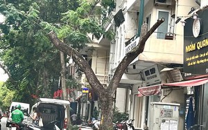 Nâng cao ý thức chăm sóc, bảo vệ cây xanh