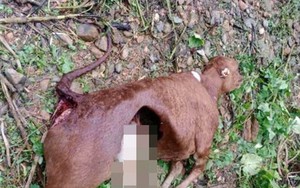 Vụ sói hoang cắn chết 50 con trâu, bò: Nghiêm cấm việc săn bắt chó sói