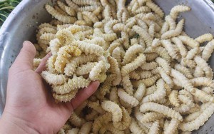 3 món đặc sản "ngọ nguậy" của Việt Nam khiến du khách nước ngoài khóc thét, người Việt lại mê tít