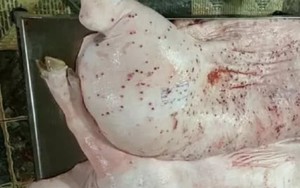 Vụ C.P bị tố bán heo bệnh: Cán bộ thú ý đóng dấu sai bị điều chuyển công tác