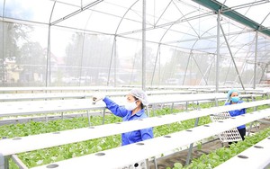 Ngành Nông nghiệp Hà Nội: Vượt qua vòng xoáy đô thị hóa, biến đổi khí hậu